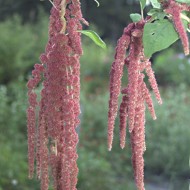 Amaranthus caudatus Coral Fountain