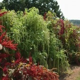 Amaranthus caudatus Green Cascade - Img 5