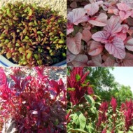 Amaranthus Red Army