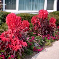 Amaranthus tricolor Early Splendor