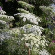 Ammi Visnaga-Marar salbatic - Img 2