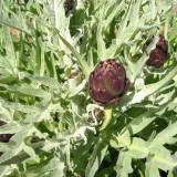 Anghinare violet - Img 3