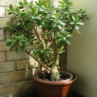 Arbore de Jad-Crassula Ovata