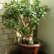 Arbore de Jad-Crassula Ovata - Img 3