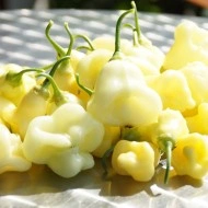 Ardei iute Aji White Fantasy