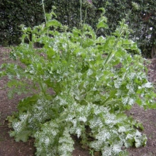 Armurariu-Silybum Marianum - Img 2
