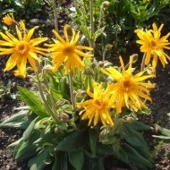Arnica montana - Img 2