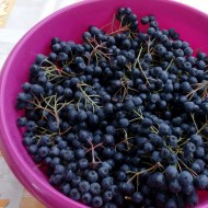 Aronia melanocarpa nero