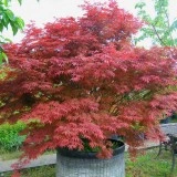 Artar japonez-Acer palmatum atropurpurea - Img 4