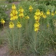 Asphodeline lutea - Img 8