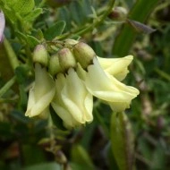 Astragalus Membranaceus - Img 5