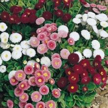 Banutei-Bellis Perennis Pomponette mix - Img 4