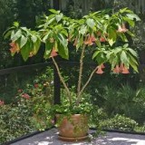 Brugmansia suaveolens Pink