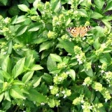 Busuioc Lamaia-Lemon Basil