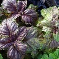 Busuioc Lettuce leaf purple