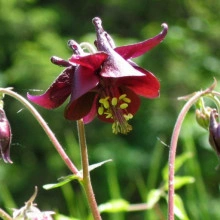 Caldarusa-Aquilegia Atrata - Img 3