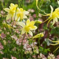 Caldarusa-Aquilegia Chrysantha Yellow Queen - Img 2