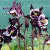 Caldarusa-Aquilegia William Guinness