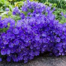Campanula Carpatica blue - Img 2