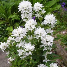 Campanula Glomerata Alba 