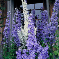 Campanula Pyramidalis mix