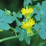 Canary creeper-Tropaeolum peregrinum