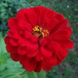 Carciumareasa Rosie
