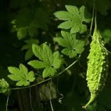 Castravete amar-Momordica charantia