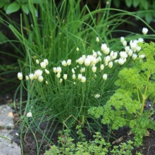 Ceapă de tuns-Chives - Img 4