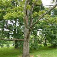 Cedru Chinezesc-Toona Sinensis - Img 8