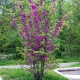 Cercis siliquastrum-Arborele Iudei - Img 4