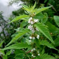 Cervana-Lycopus Europaeus