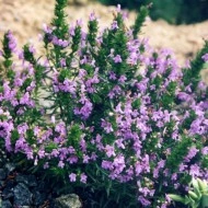 Cimbru de iarna-Satureja Montana ssp illyrica - Img 3