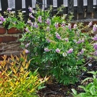 Ciumărea-Galega officinalis - Img 2