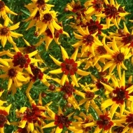 Coreopsis tinctoria Mardi Gras - Img 1