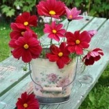 Cosmos bipinnatus Rubenza