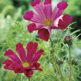Cosmos Pied Piper Red