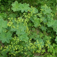 Creţişoara-Alchemilla Vulgaris