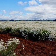 Crizantema sălbatică-Tanacetum cinerariifolium