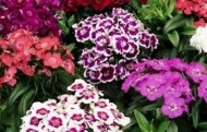 Dianthus barbatus-Garoafa turceasca - Img 3