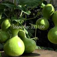 Dovleac decorativ Bottle Gourd