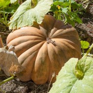 Dovleac Musquee de Provence