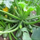 Dovlecel zucchini Cocozelle