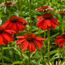 Echinacea Lakota red - Img 4