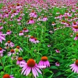 Echinacea Purpurea