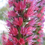 Echium Russicum