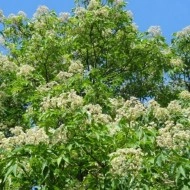 Evodia-Evodia hupehensis