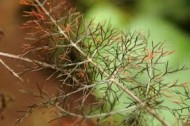 Fenicul Purpureum-Bronze fennel