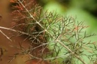Fenicul Purpureum-Bronze fennel - Img 4