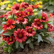 Gaillardia Aristata Arizona Red
